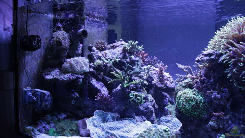 Aquarium Meerwasseraquarium von Hippi013 (4)