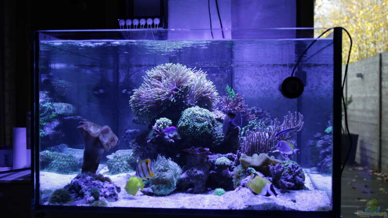 Aquarium Meerwasseraquarium von Hippi013 (5)