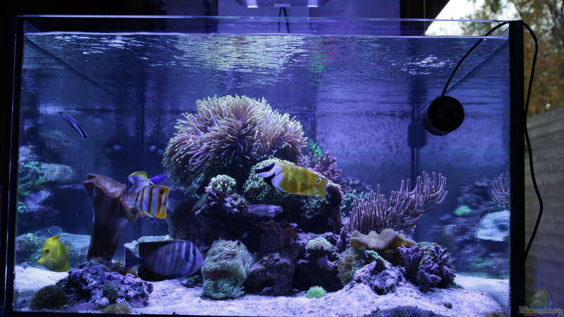 Aquarium Meerwasseraquarium von Hippi013 (6)