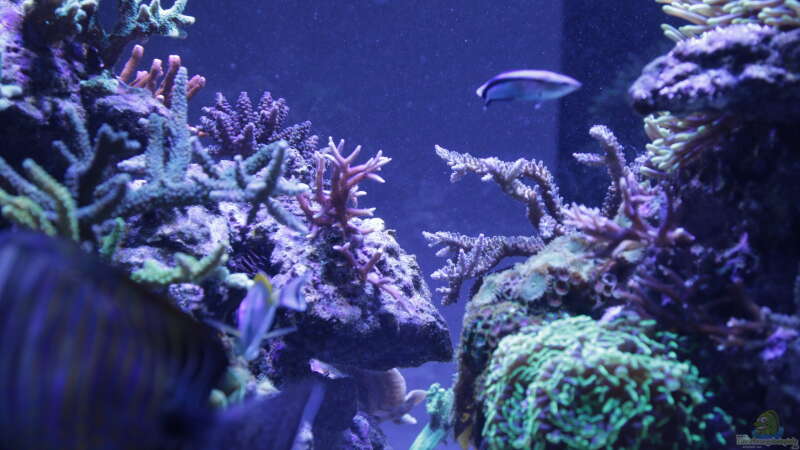 Aquarium Meerwasseraquarium von Hippi013 (7)