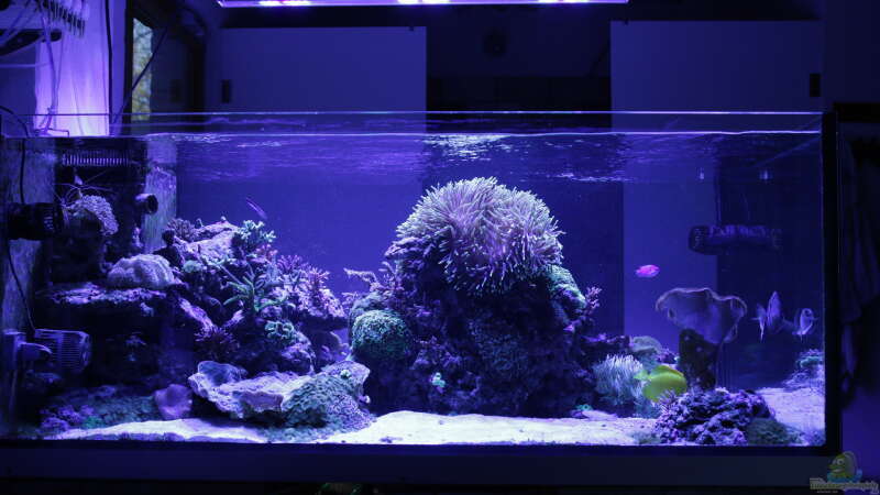 Aquarium Meerwasseraquarium von Hippi013 (8)