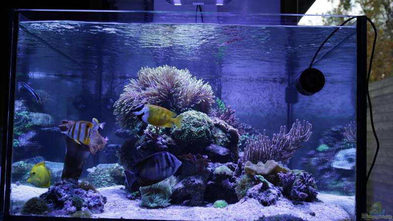 Aquarium Meerwasseraquarium von Hippi013 (9)