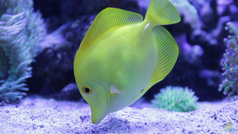 Besatz im Aquarium Meerwasseraquarium von Hippi013 (58)