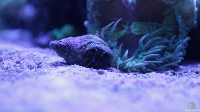 Besatz im Aquarium Meerwasseraquarium von Hippi013 (72)