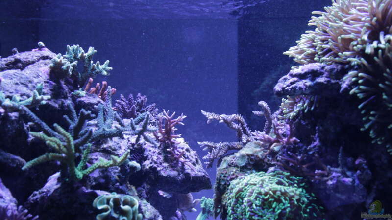 Pflanzen im Aquarium Meerwasseraquarium von Hippi013 (24)