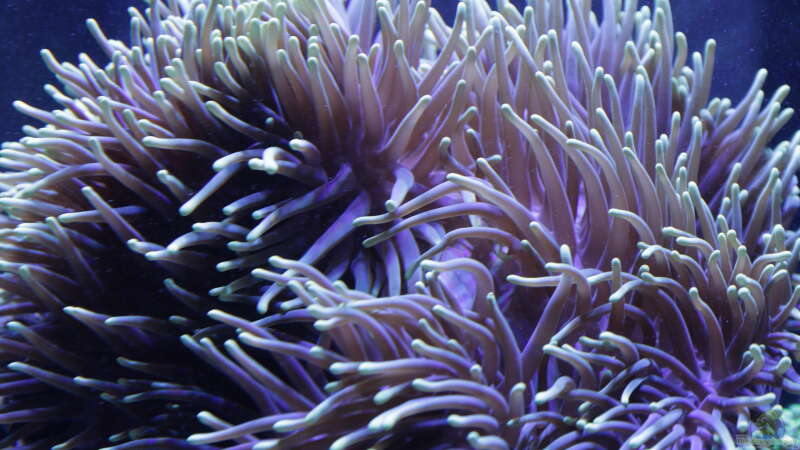 Pflanzen im Aquarium Meerwasseraquarium von Hippi013 (25)