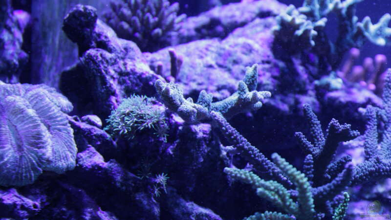 Pflanzen im Aquarium Meerwasseraquarium von Hippi013 (26)