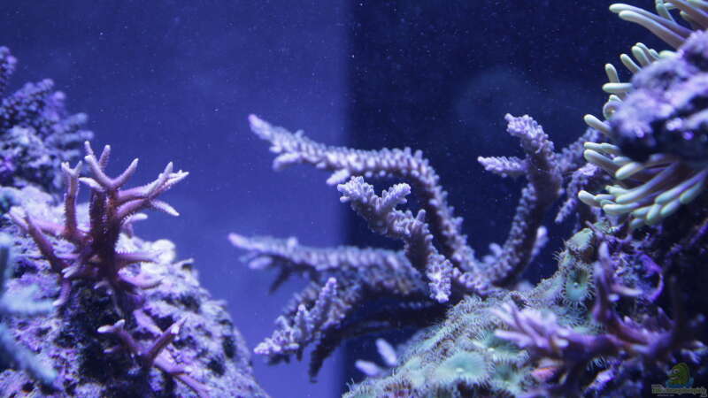 Pflanzen im Aquarium Meerwasseraquarium von Hippi013 (27)