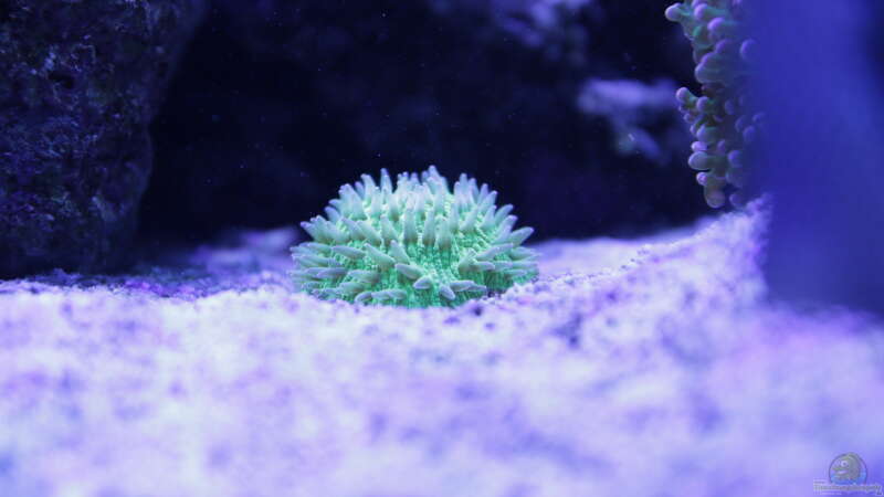 Pflanzen im Aquarium Meerwasseraquarium von Hippi013 (29)