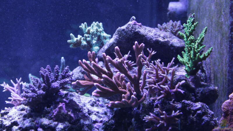 Pflanzen im Aquarium Meerwasseraquarium von Hippi013 (30)