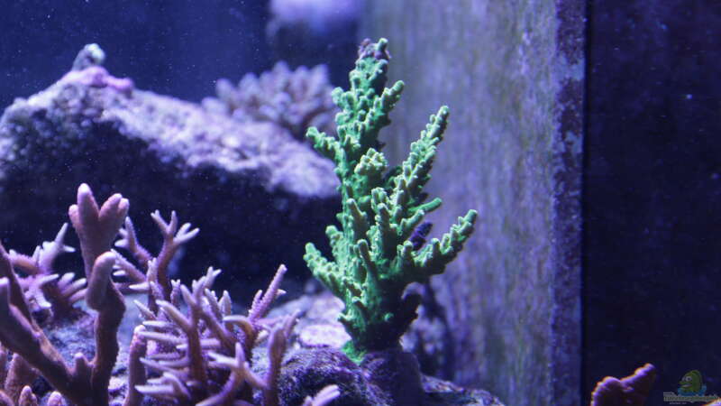 Pflanzen im Aquarium Meerwasseraquarium von Hippi013 (31)