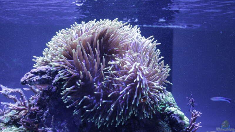Pflanzen im Aquarium Meerwasseraquarium von Hippi013 (35)