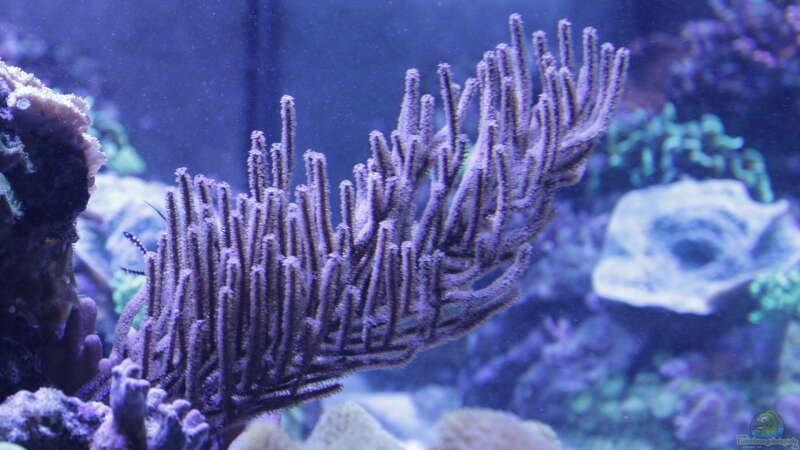 Pflanzen im Aquarium Meerwasseraquarium von Hippi013 (38)