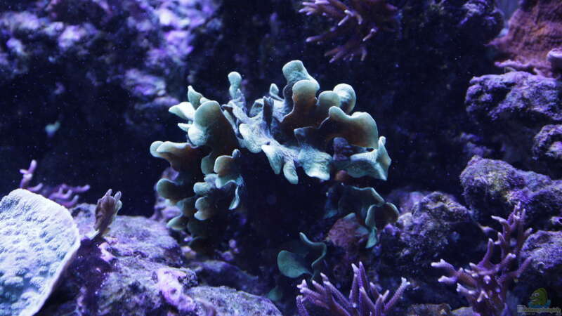 Pflanzen im Aquarium Meerwasseraquarium von Hippi013 (40)