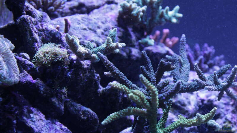 Pflanzen im Aquarium Meerwasseraquarium von Hippi013 (43)