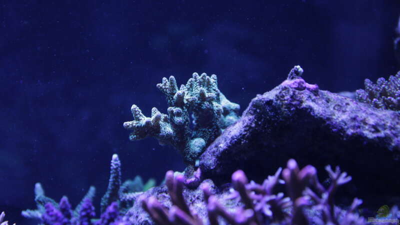 Pflanzen im Aquarium Meerwasseraquarium von Hippi013 (46)