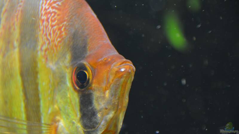 Userbild von Ceu-Ceu von Ceu-Ceu