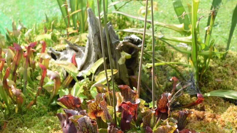 Pflanzen im Teich Hochmoor-Beet von Junglist (16)