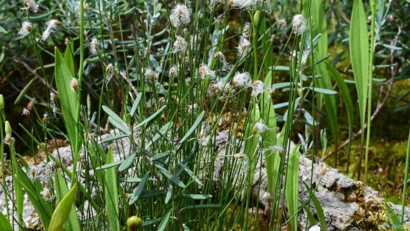 Pflanzen im Teich Hochmoor-Beet von Junglist (37)