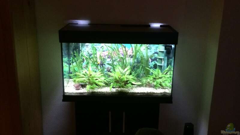 Das Aquarium an seinem neuen Ort im Wohnzimmer  von herkla (3)