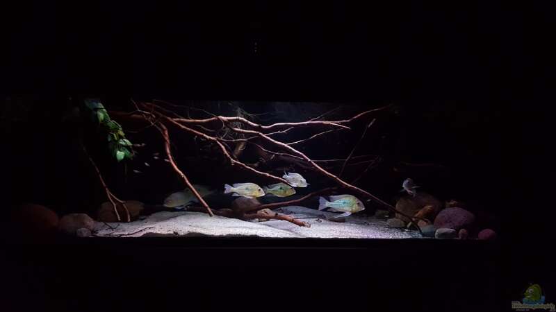 Aquarium Amazonas klarwasser Biotop von Südamerika Aquanaut (3)