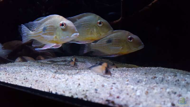 Besatz im Aquarium Amazonas klarwasser Biotop von Südamerika Aquanaut (31)