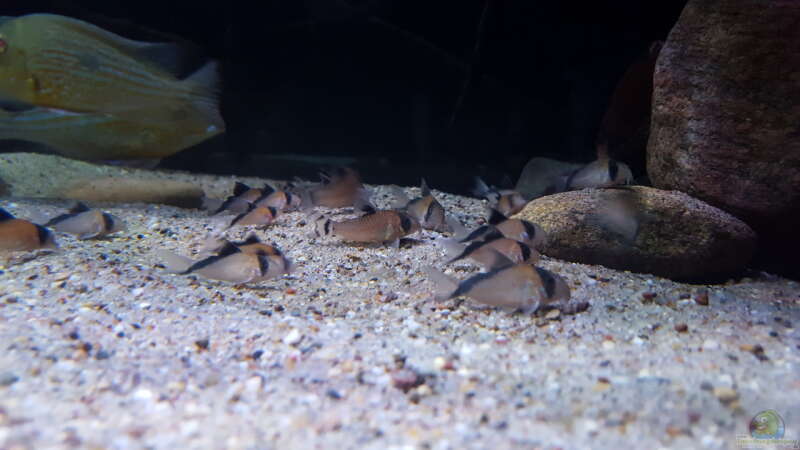 Aquarien mit Corydoras davidsandsi (Einrichtungsbeispiele mit Sands Panzerwels)  - Corydoras-davidsandiaquarium