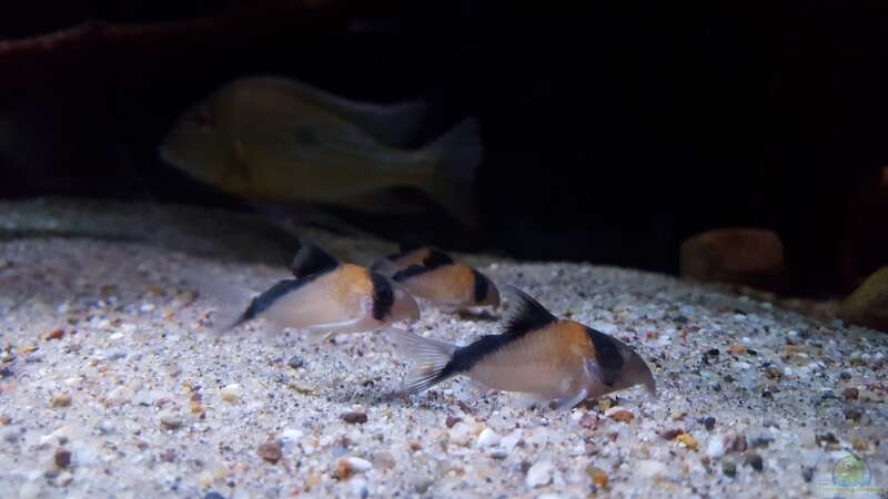 Aquarien mit Corydoras davidsandsi (Einrichtungsbeispiele mit Sands Panzerwels)