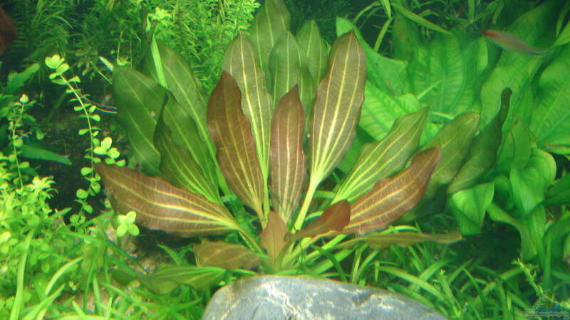 Aquarien mit Echinodorus Rubin (Rubinrote Schwertpflanze)  - Echinodorus-rubinaquarium