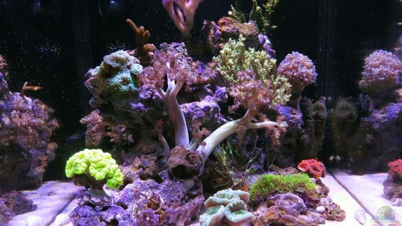 Aquarium Hauptansicht von 80L Nano Riff