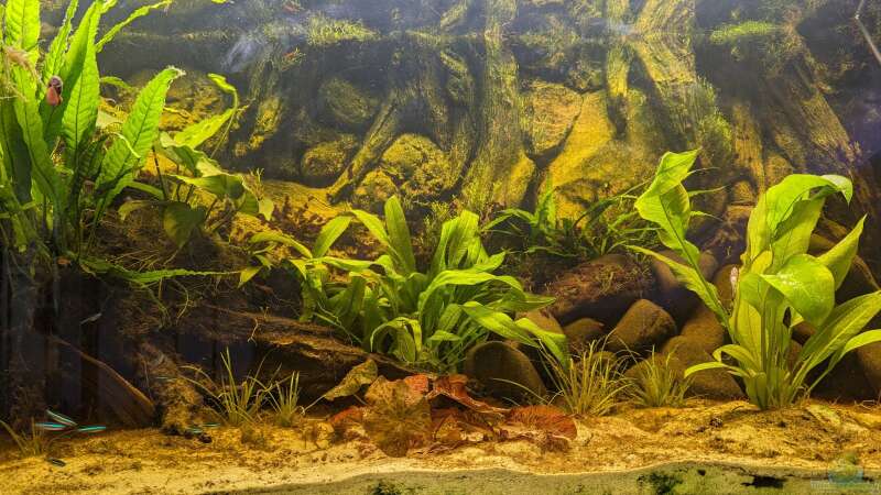Aquarium Golden River von Jan S. (6)