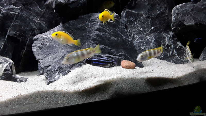 Labidochromis sp. Perlmutt, Labisochromis Caeruleus und Melanochromis Cyaneorhabdos von MbunaTowers (30)