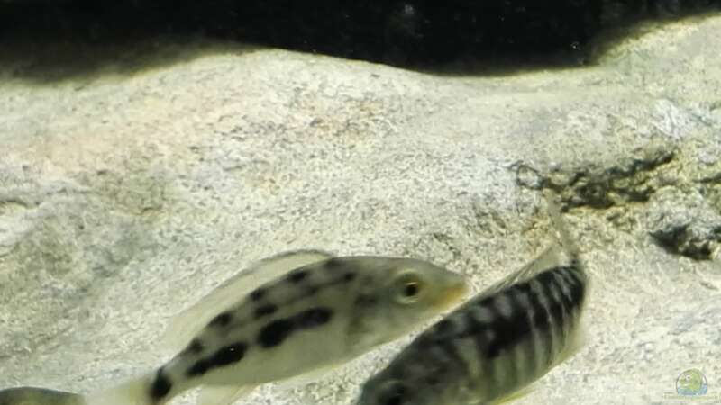 Fossorochromis rostratus und Sciaenochromis njassae von Tom (6)