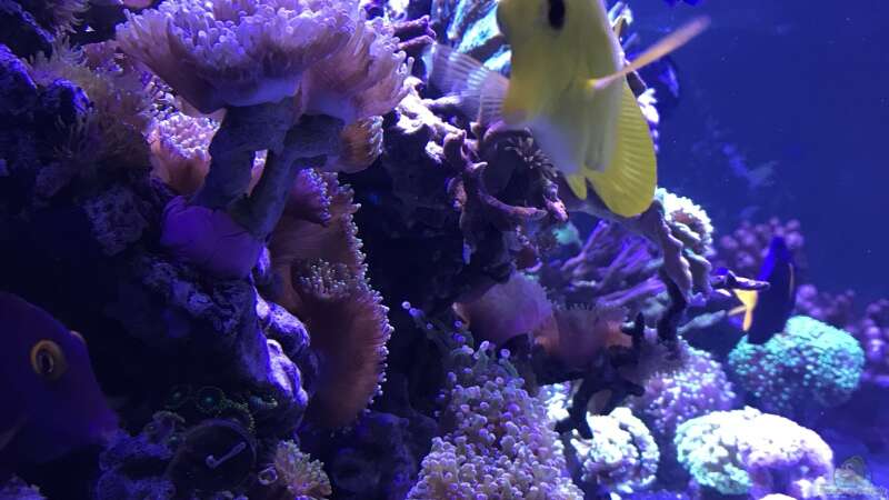 Besatz im Aquarium Meerwasser Korallenriff von Michael Schmidt (5)