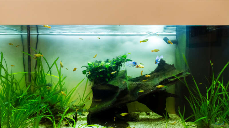 Aquarium Platys-home von electricblue (2)