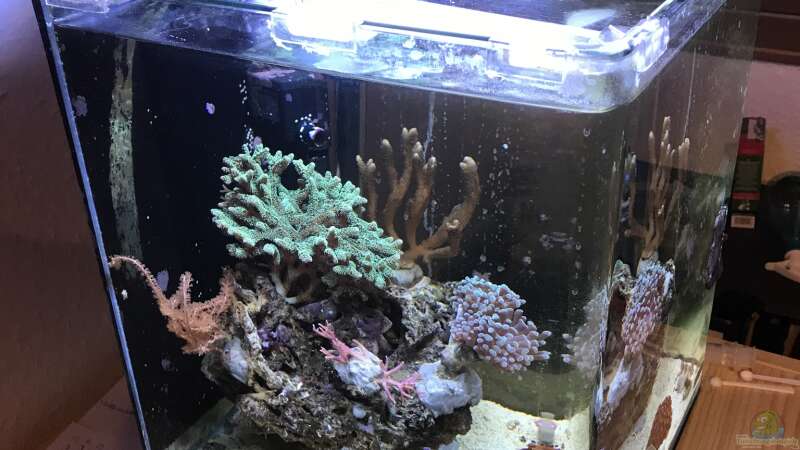 Aquarium Mini Premium Reef von Bavaria (3)