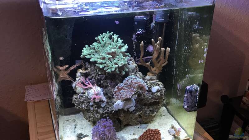 Aquarium Mini Premium Reef von Bavaria (4)