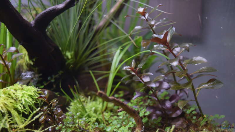 Pflanzen im Aquarium Billabong on a rainy day (existiert so nicht mehr) von Junglist (14)