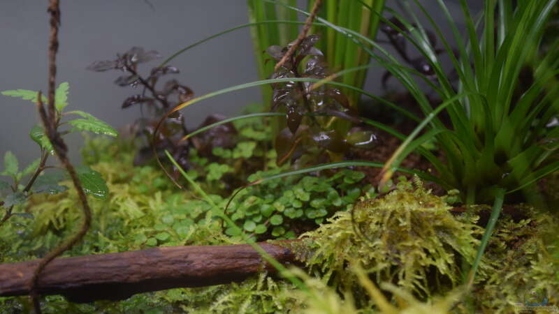 Pflanzen im Aquarium Billabong on a rainy day (existiert so nicht mehr) von Junglist (15)