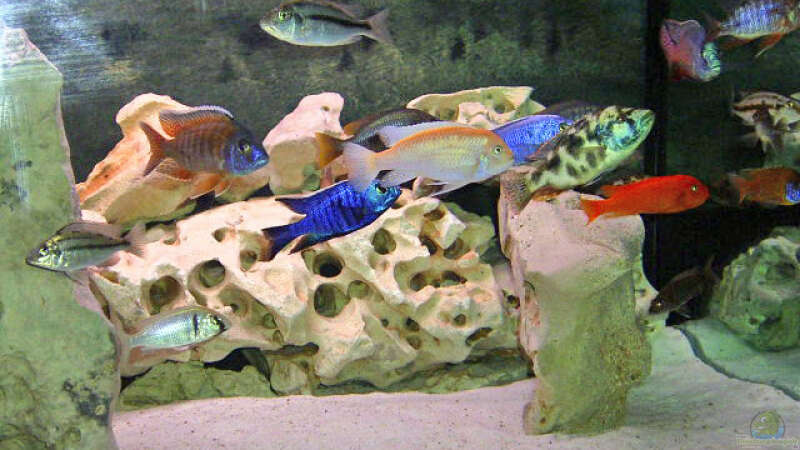 Besatz im Aquarium Becken 346 von Stephan Dahlmanns (14)