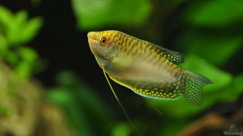 Gelber Fadenfisch von Barschi1 (4)