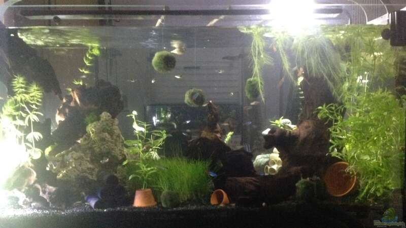 Aquarium offenes Glasaquarium von Ditti (10)