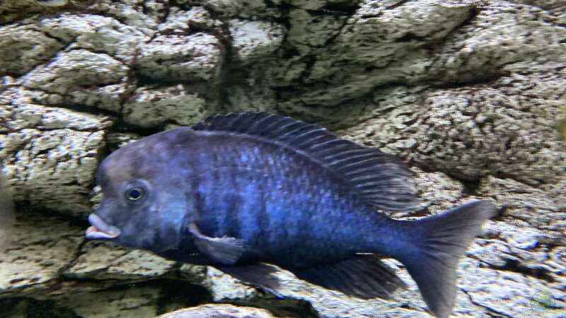 Besatz im Aquarium Malawi Purkersdorf von Purki (91)