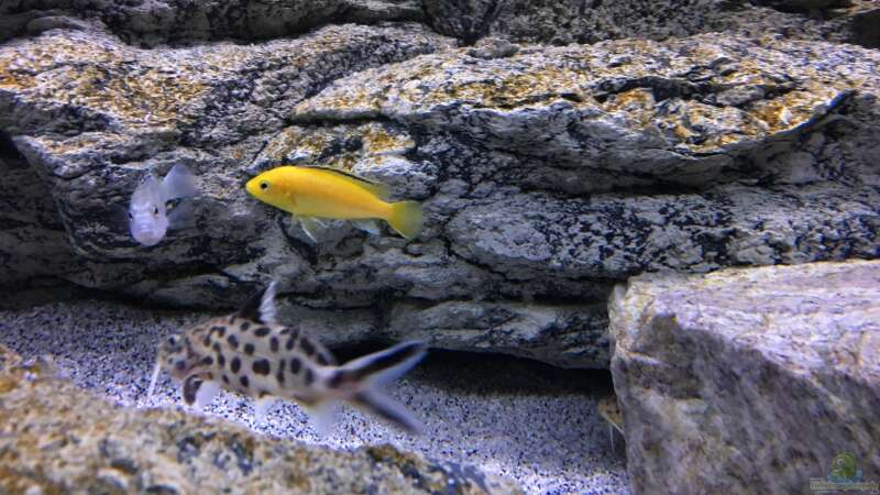Labidochromis yellow bzw. white von Purki (111)