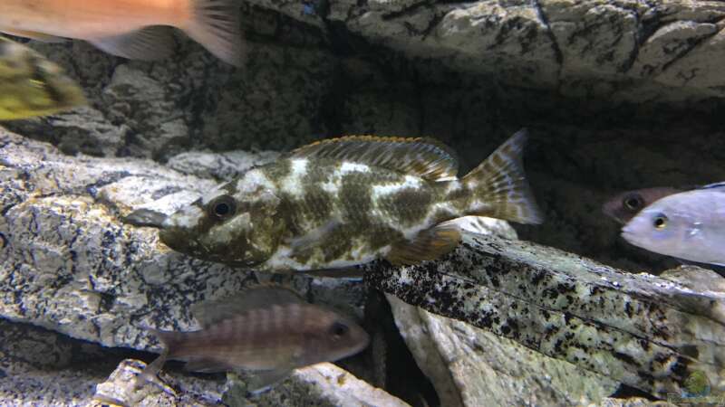 Nimbochromis livingstonii von Purki (115)