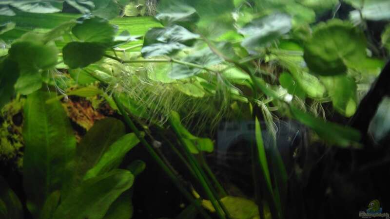 Pflanzen im Aquarium Becken 3522 von -=Diskus-Fan=- (8)