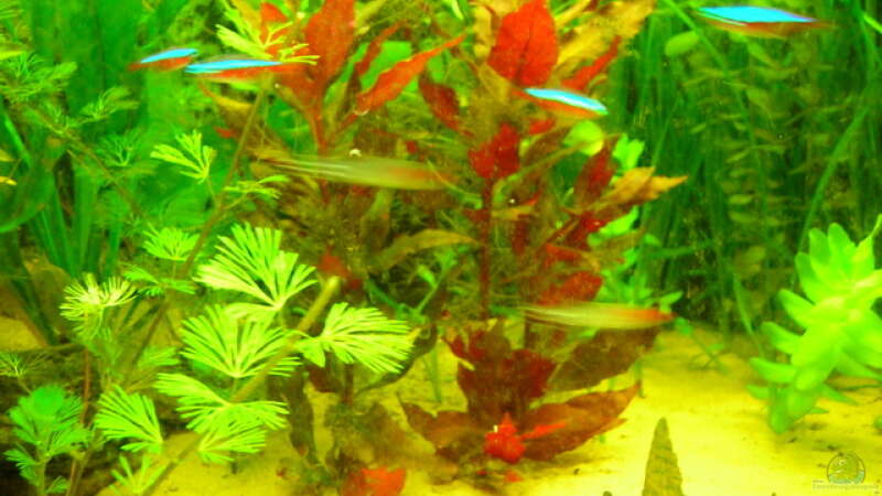 Pflanzen im Aquarium Becken 3526 von Burgherr (11)
