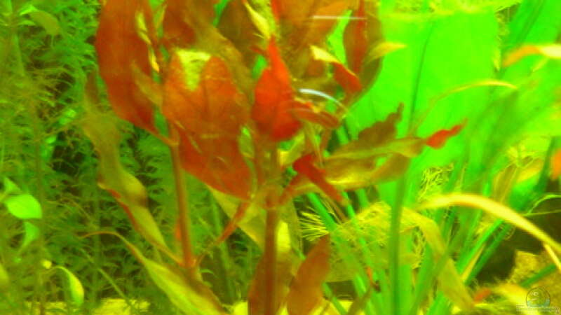 Pflanzen im Aquarium Becken 3526 von Burgherr (9)