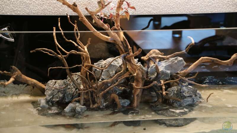 Dekoration im Aquarium Steinwurzel von Michinet (16)