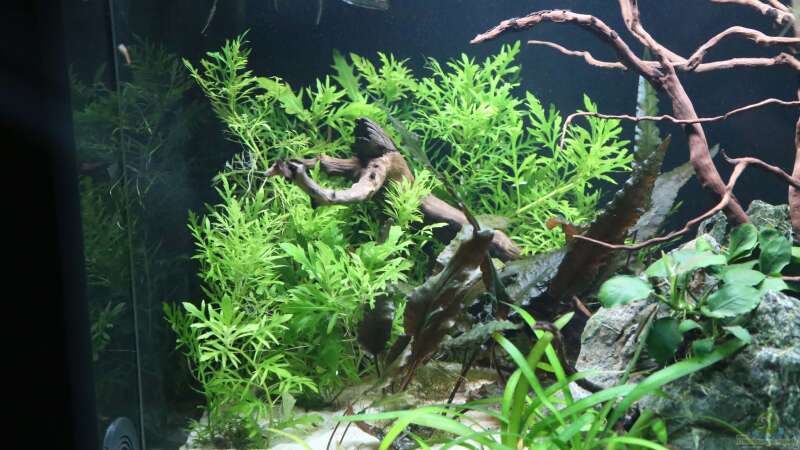 Pflanzen im Aquarium Steinwurzel von Michinet (12)
